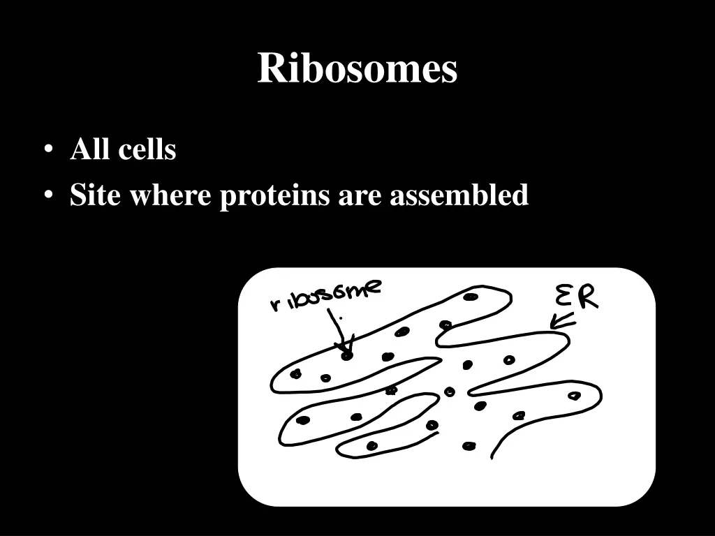 ribosomes