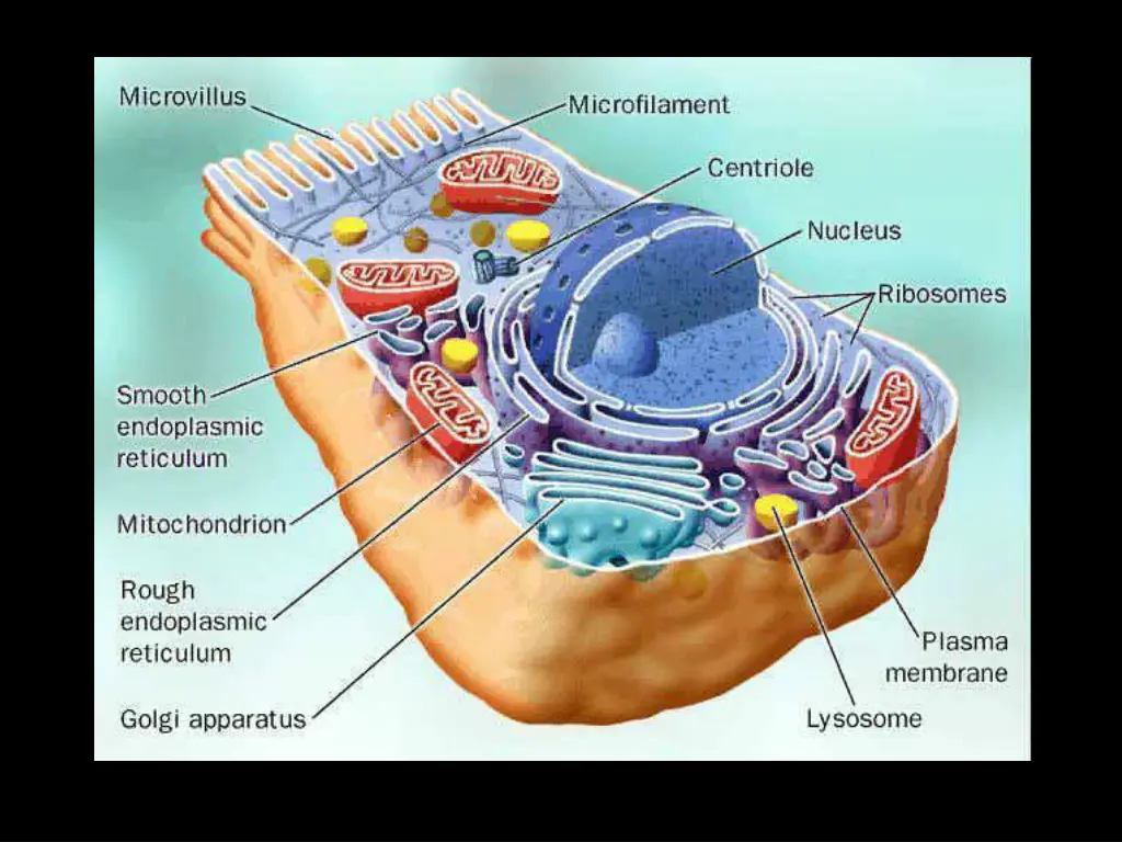 slide21