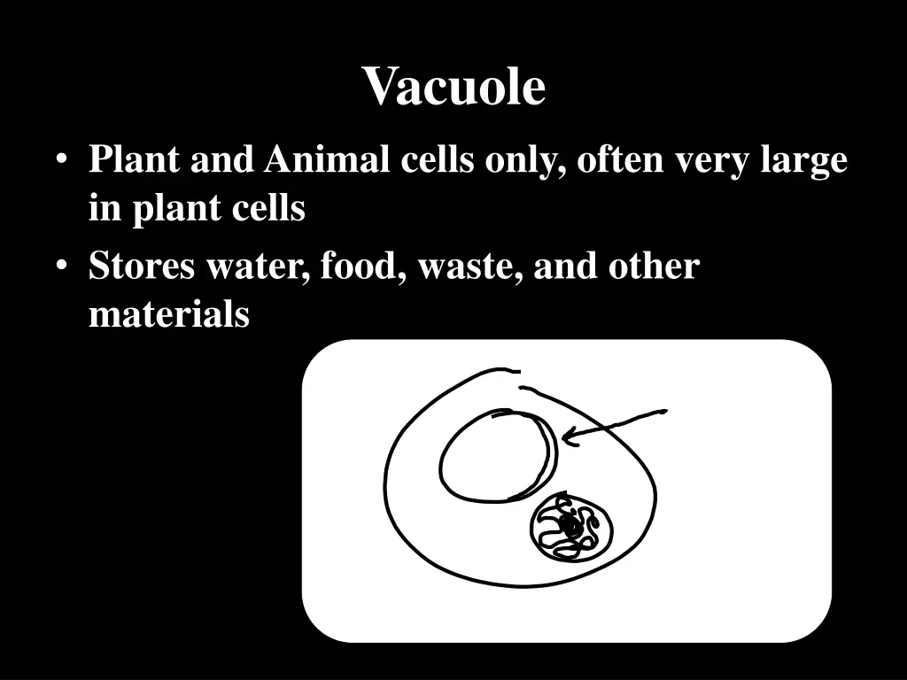 vacuole