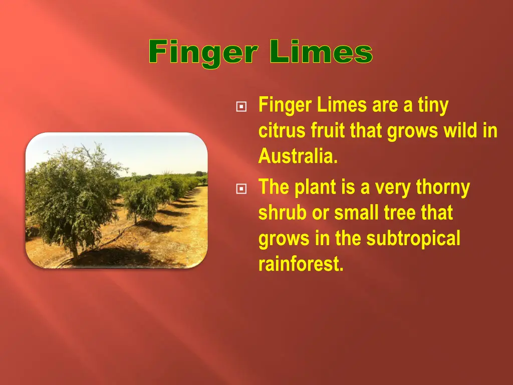 finger limes 1