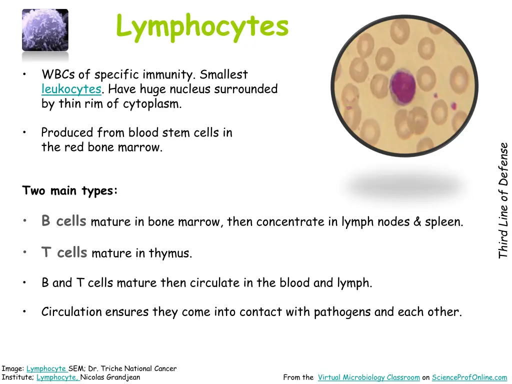lymphocytes