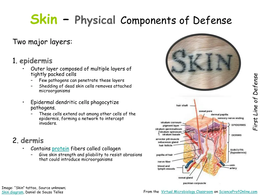 skin physical components of defense