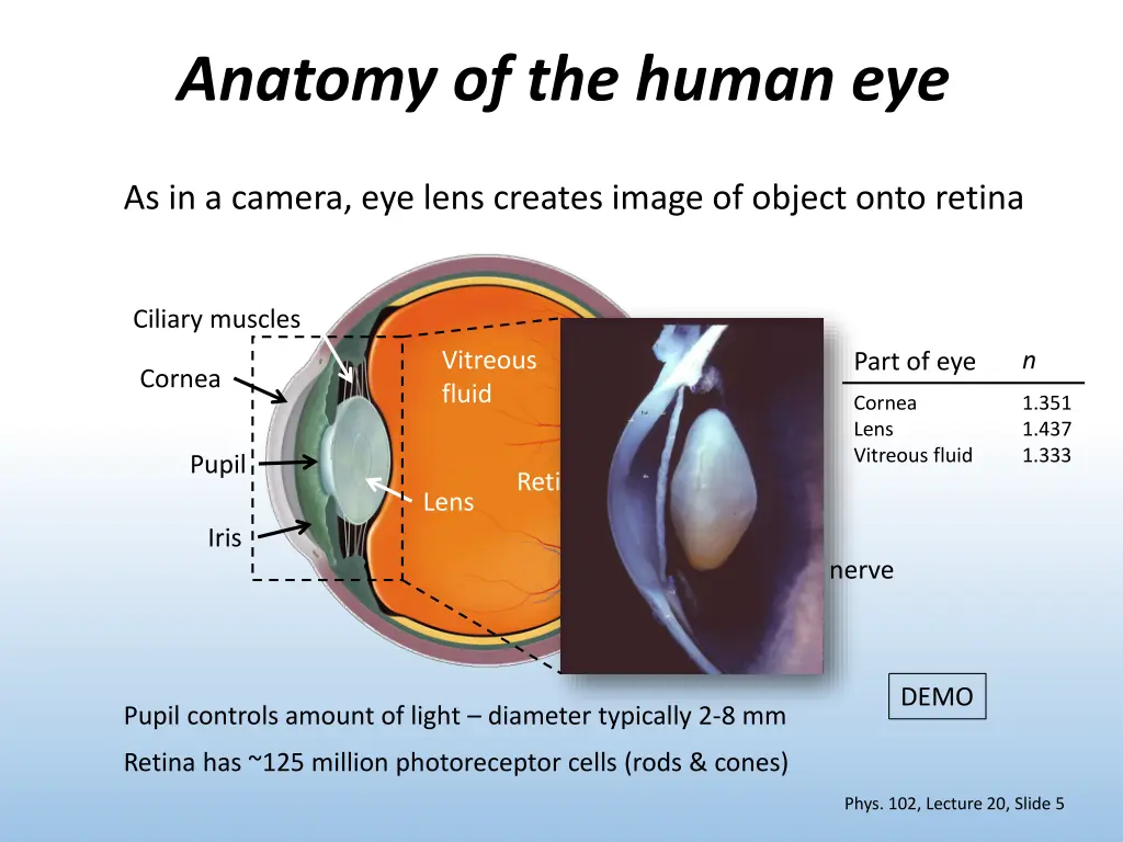 anatomy of the human eye