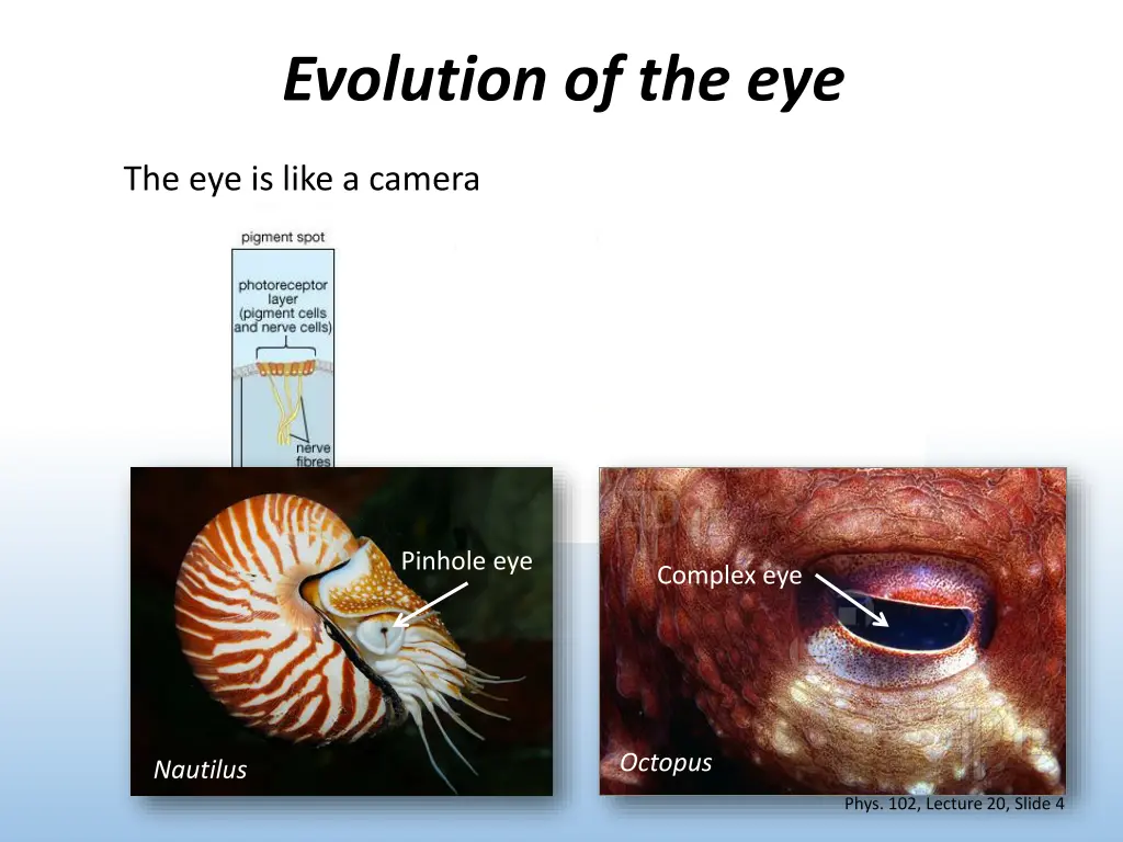 evolution of the eye