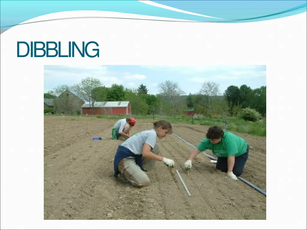 dibbling