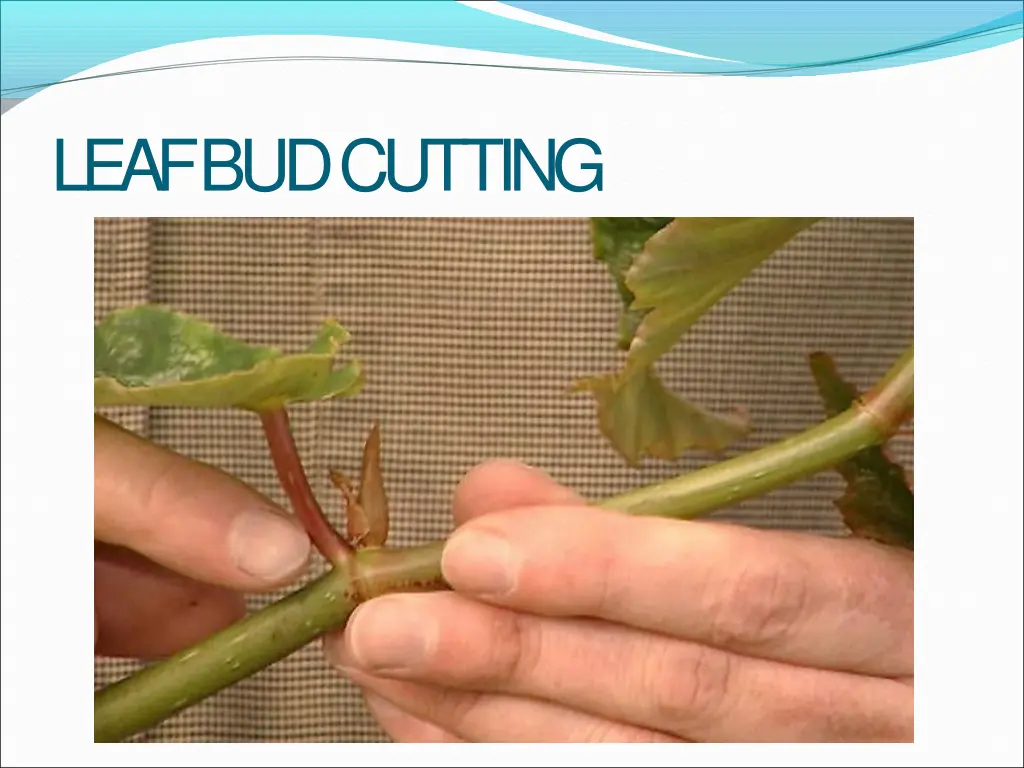 leaf budcutting
