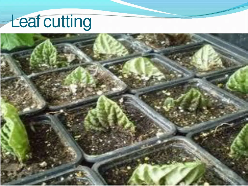 leafcutting 1