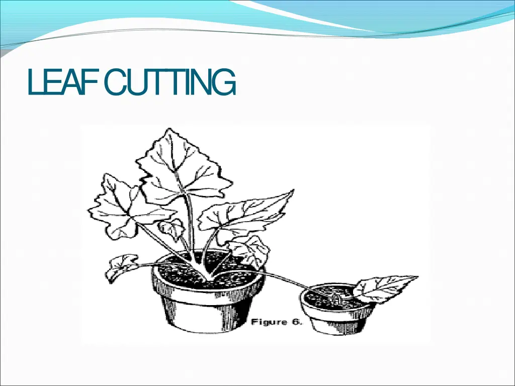 leafcutting