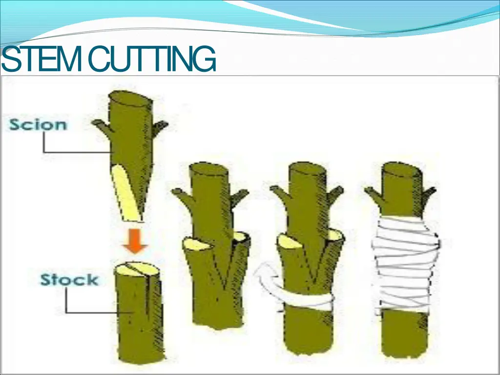 stemcutting