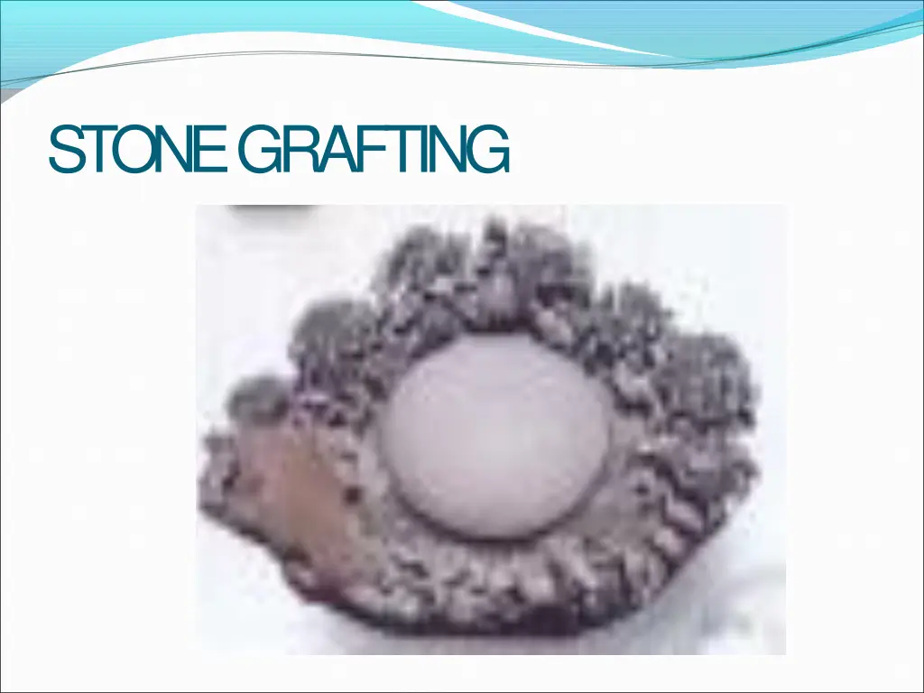 stonegrafting