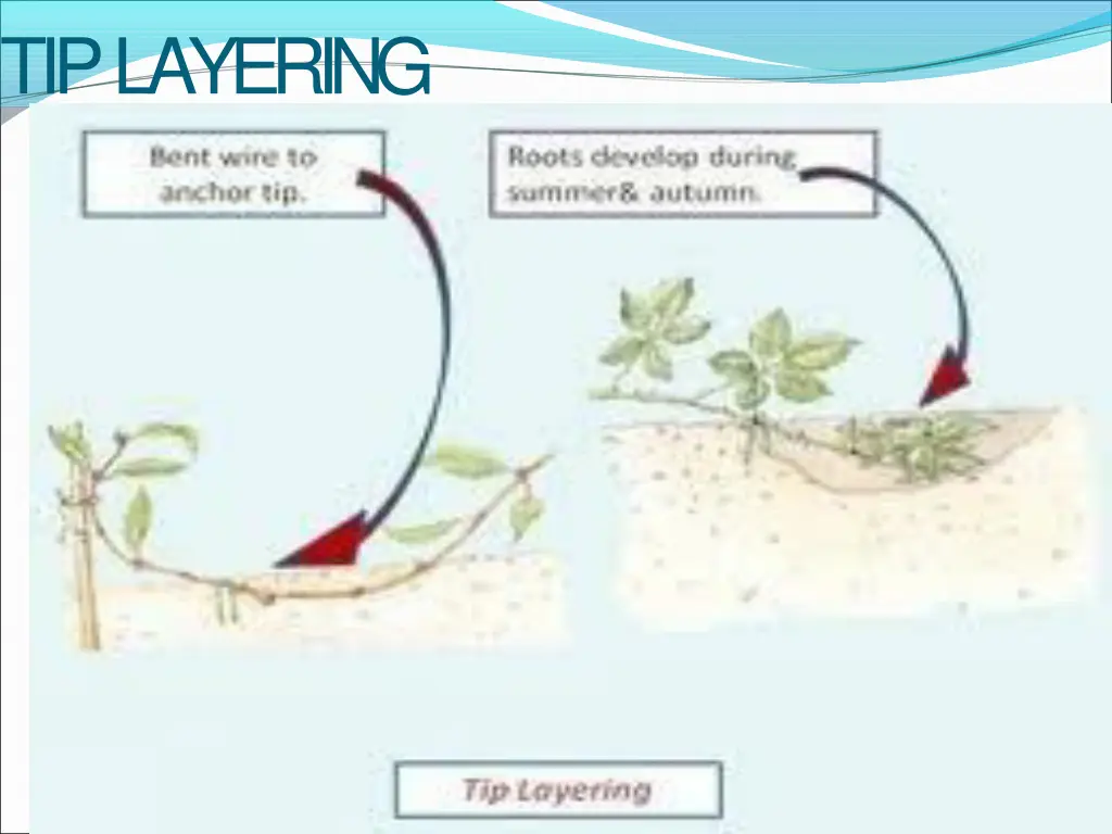 tiplayering