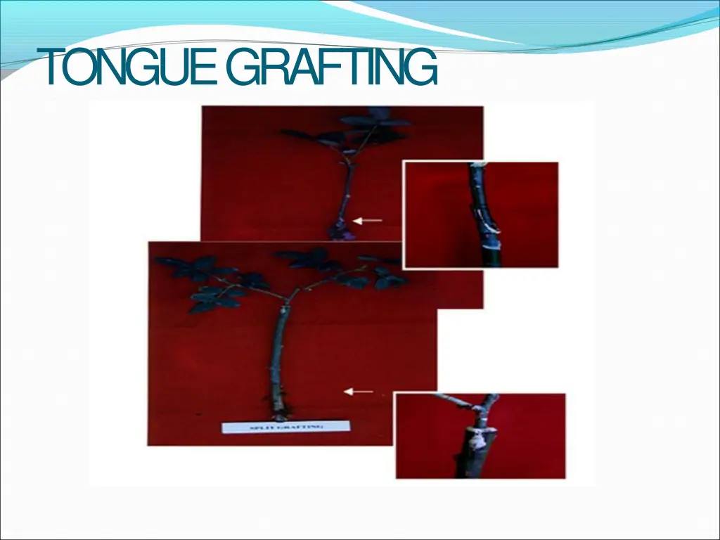 tonguegrafting