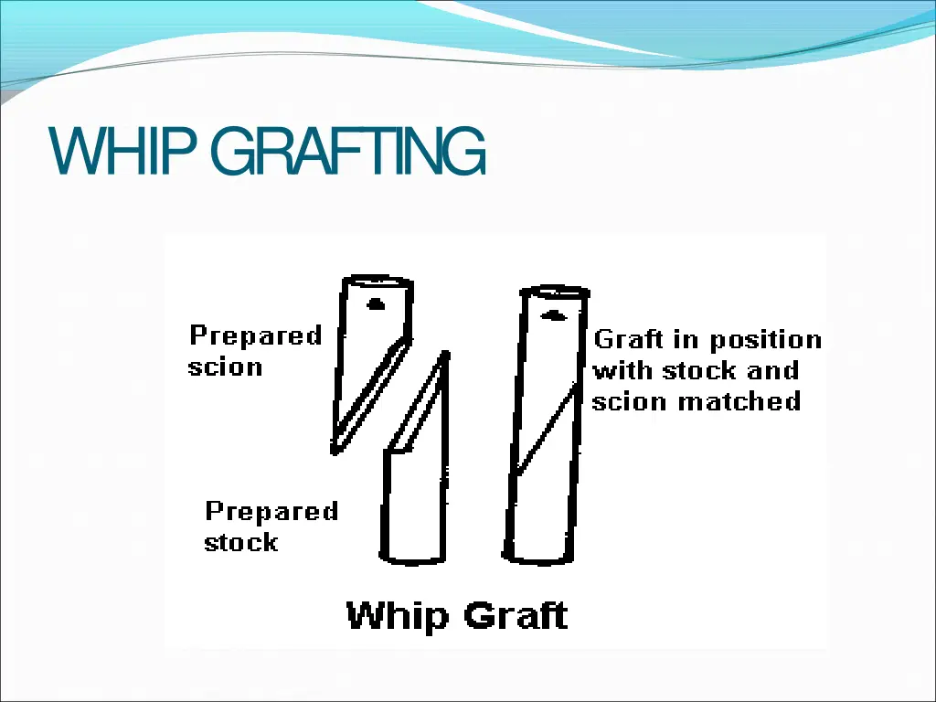 whipgrafting