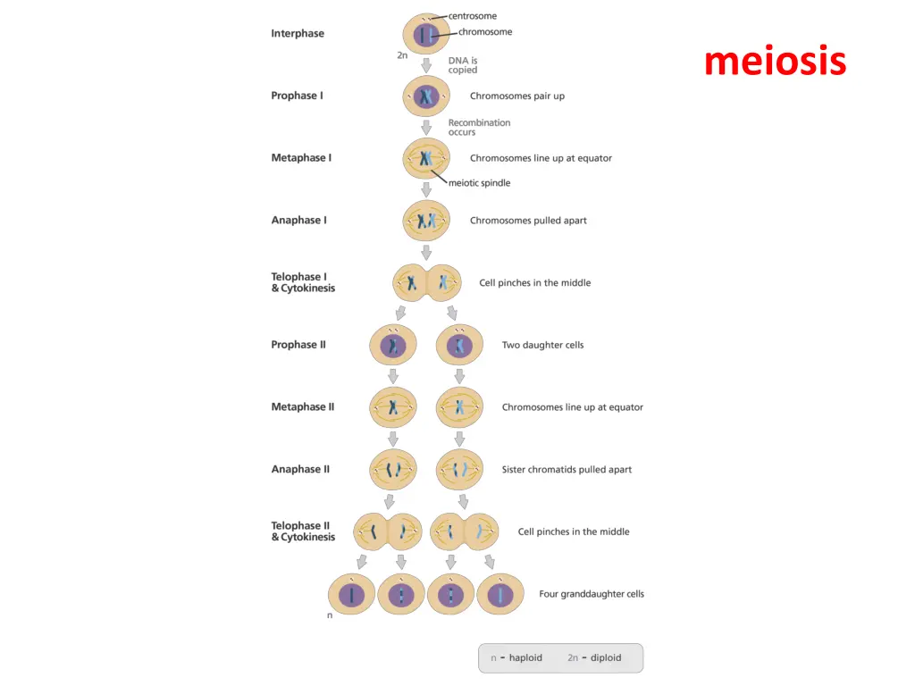 meiosis