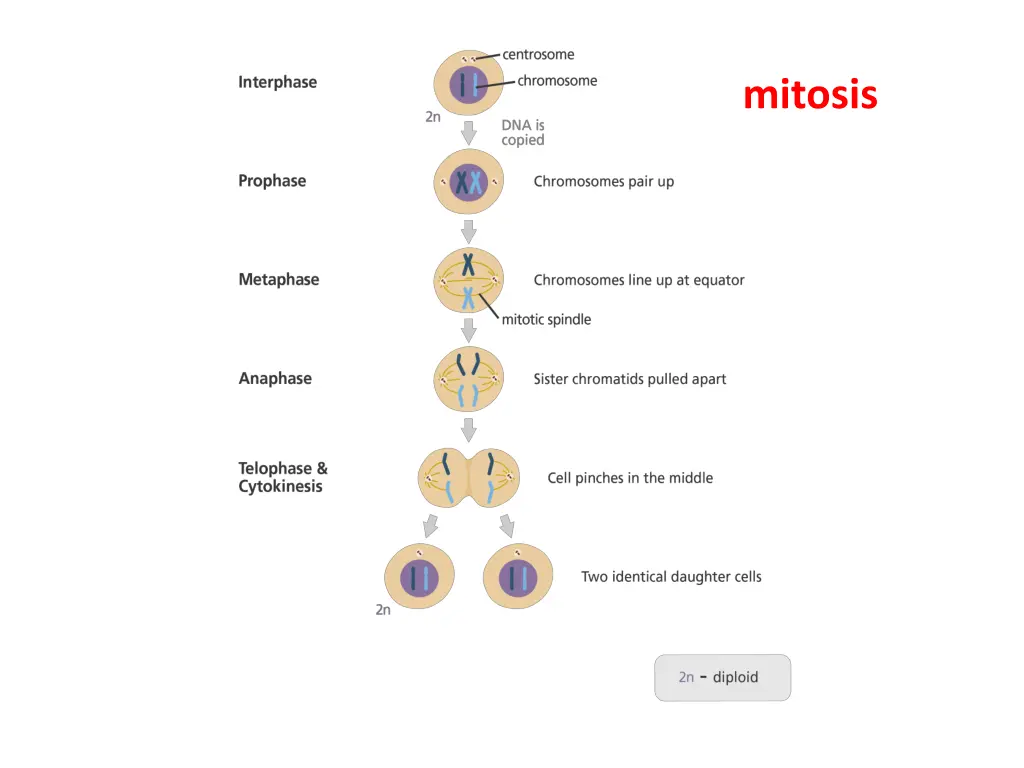 mitosis