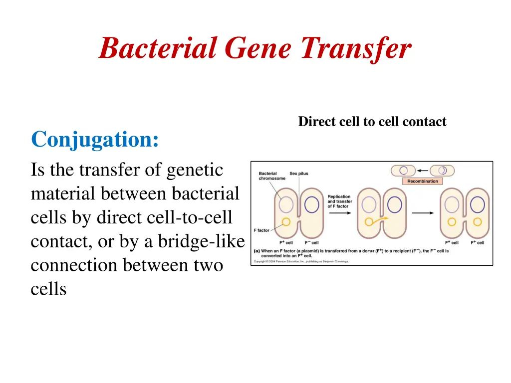 bacterial gene transfer 1