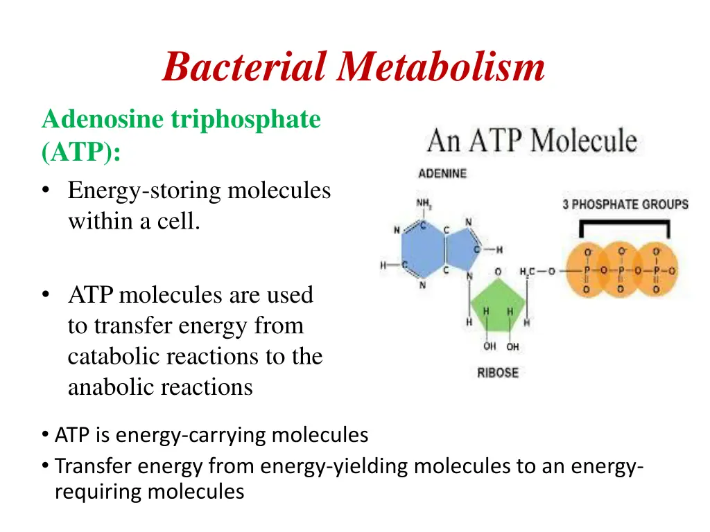 bacterial metabolism adenosine triphosphate