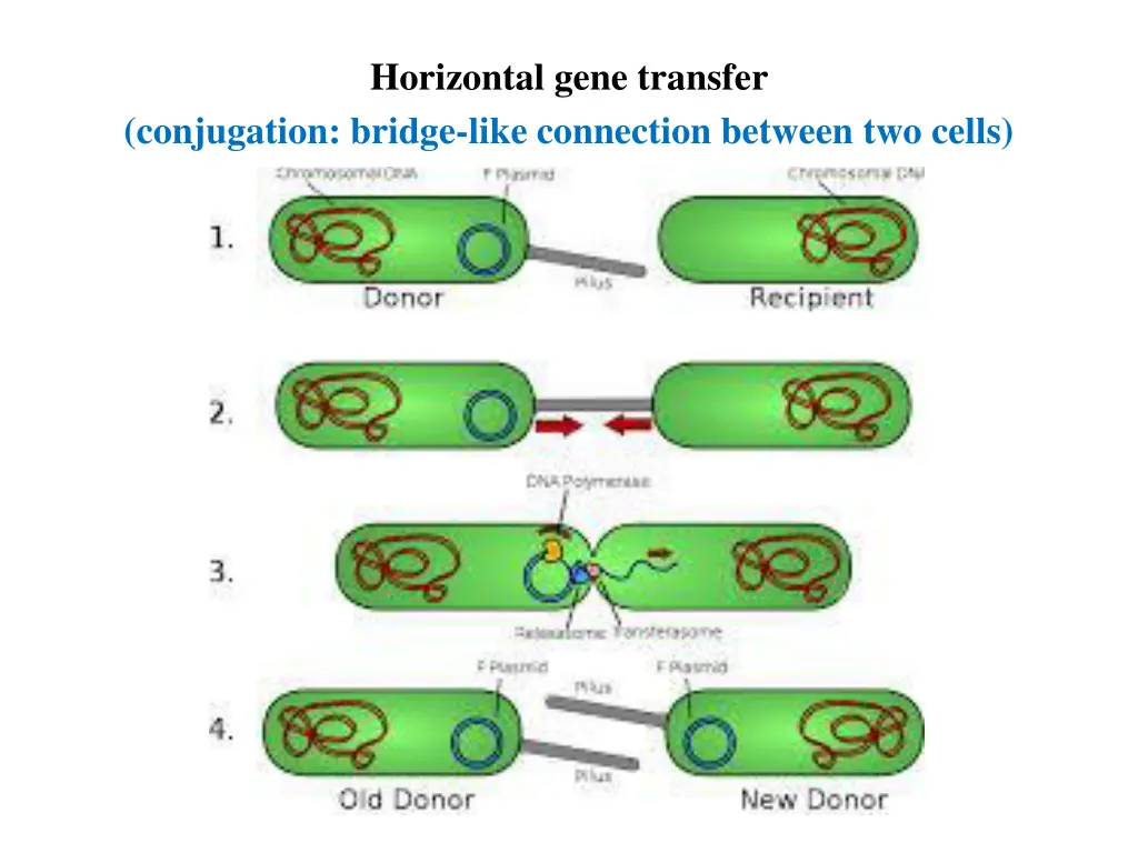 horizontal gene transfer