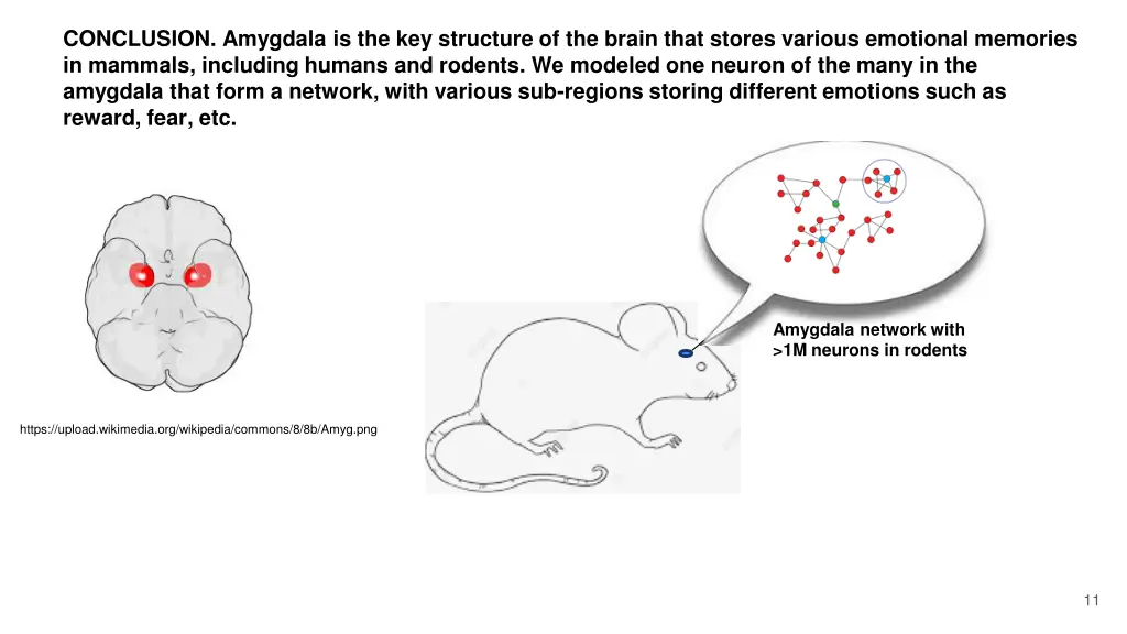 conclusion amygdala is the key structure
