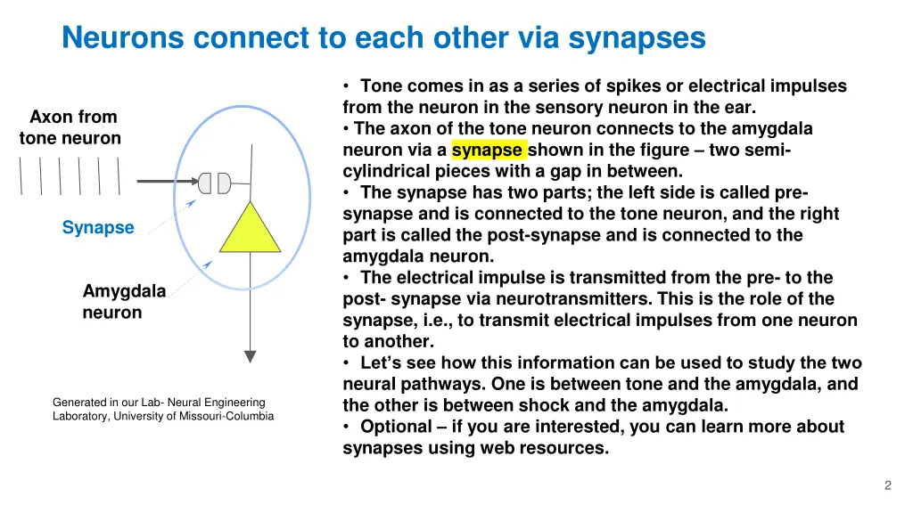 neurons connect to each other via synapses