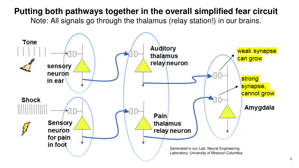 putting both pathways together in the overall