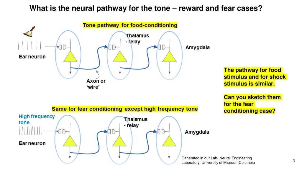 what is the neural pathway for the tone reward