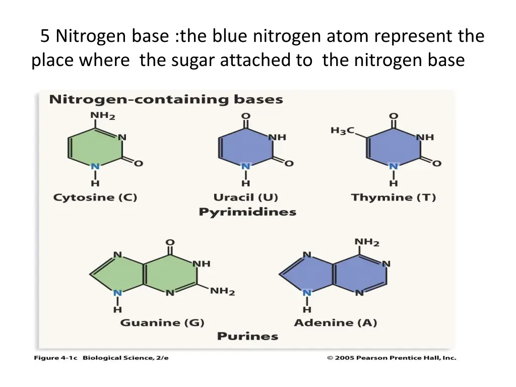 5 nitrogen base the blue nitrogen atom represent