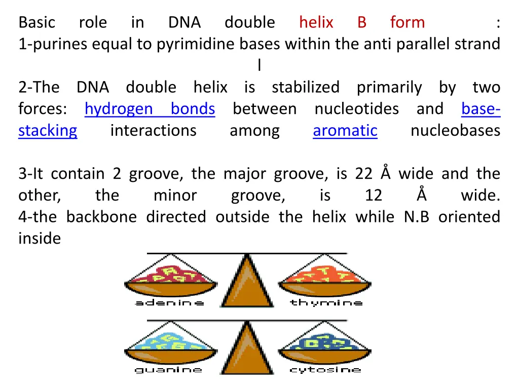 basic 1 purines equal to pyrimidine bases within