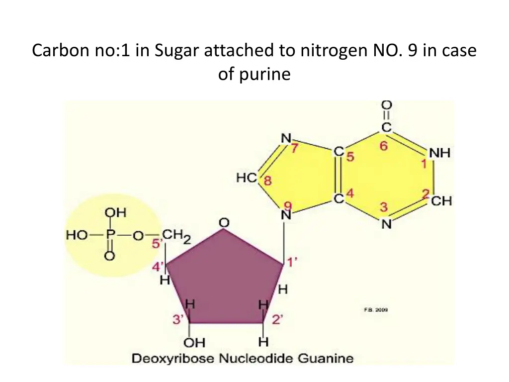 carbon no 1 in sugar attached to nitrogen