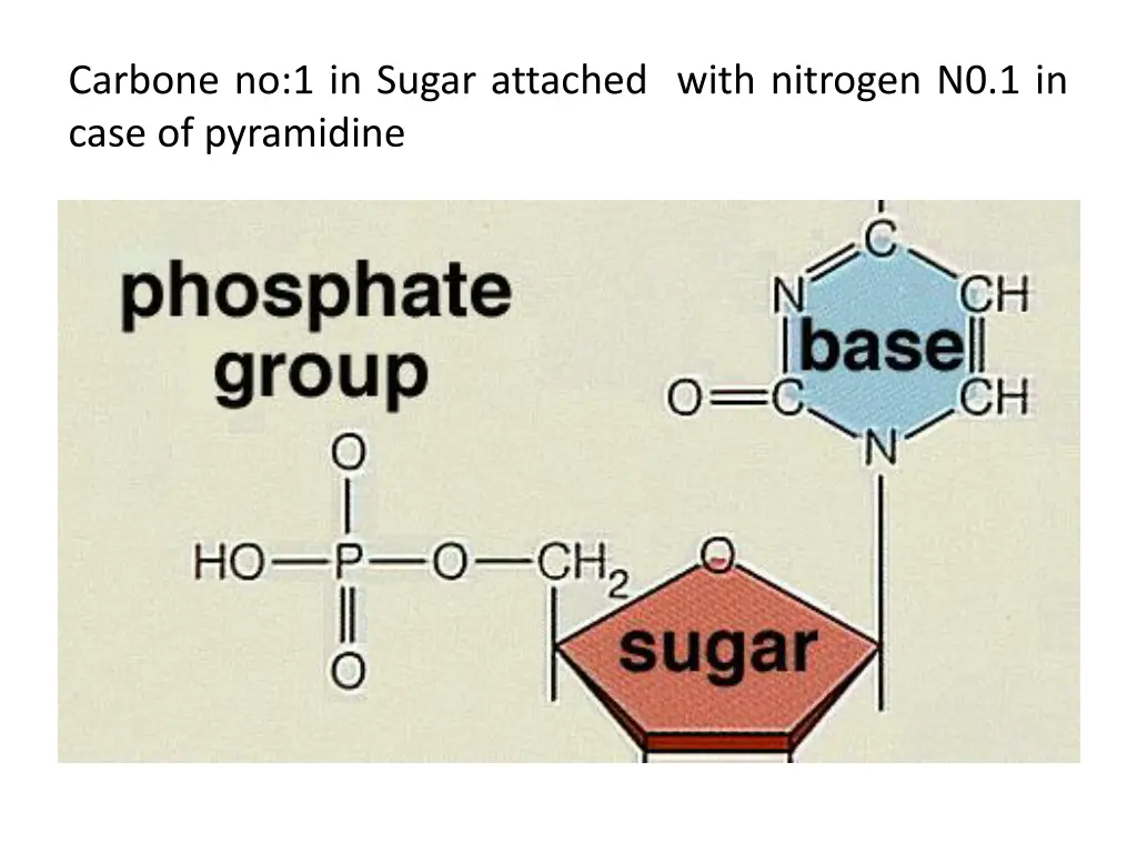 carbone no 1 in sugar attached with nitrogen