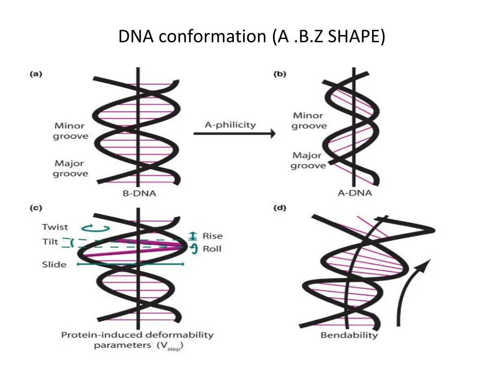 dna conformation a b z shape