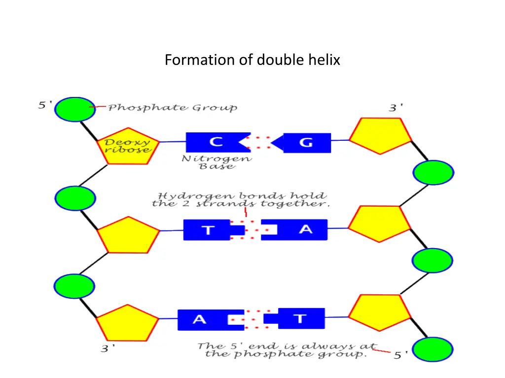 formation of double helix