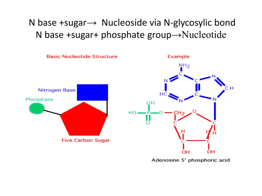 n base sugar nucleoside via n glycosylic bond