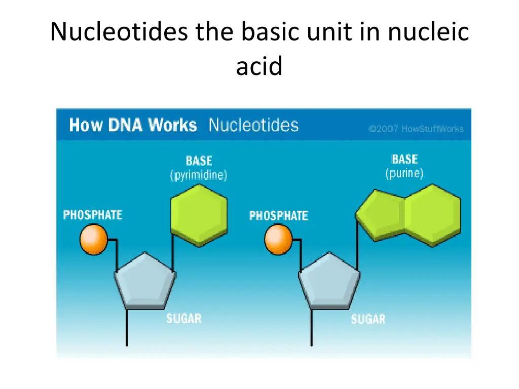 nucleotides the basic unit in nucleic acid