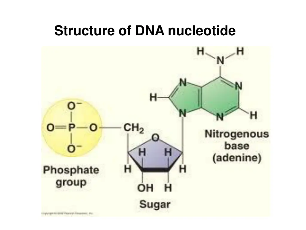 structure of dna nucleotide