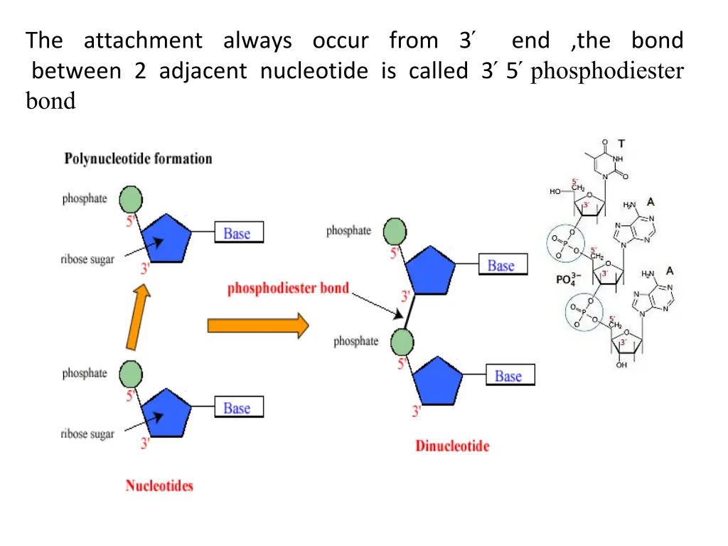 the attachment always occur from 3 end the bond