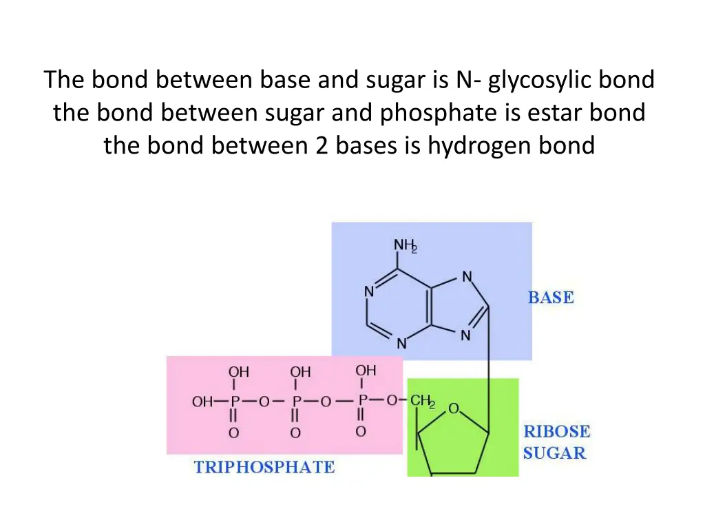 the bond between base and sugar is n glycosylic