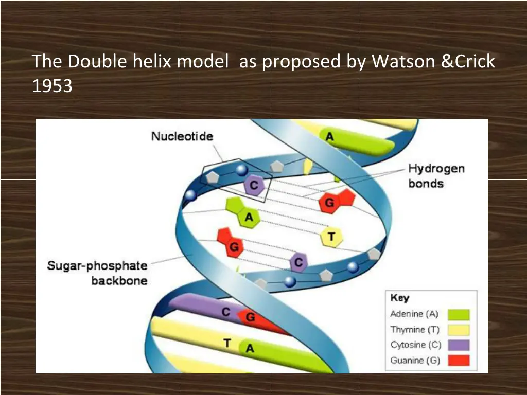 the double helix model as proposed by watson