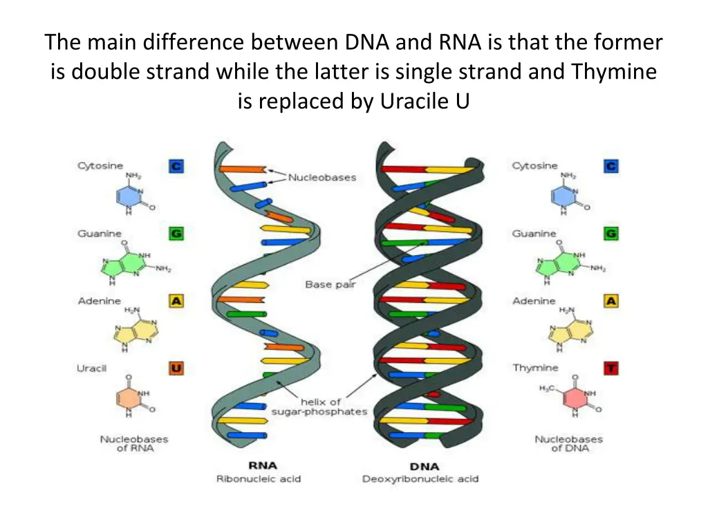the main difference between dna and rna is that