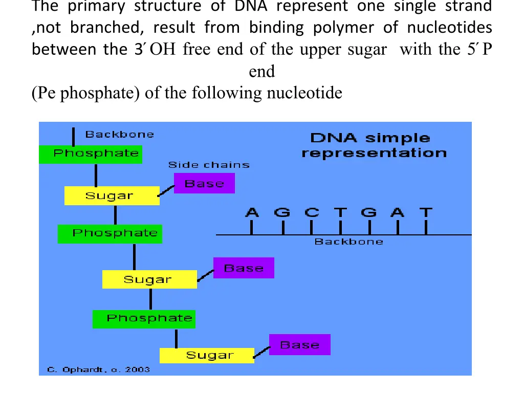the primary structure of dna represent one single