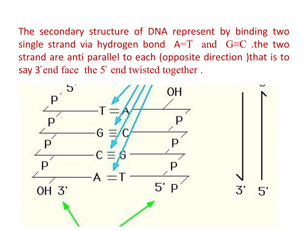 the secondary structure of dna represent