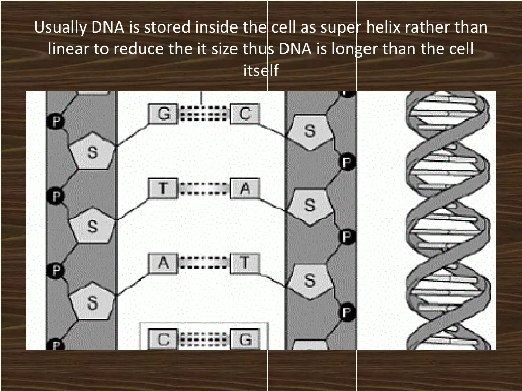 usually dna is stored inside the cell as super