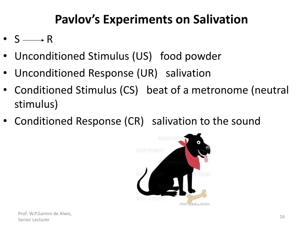 pavlov s experiments on salivation