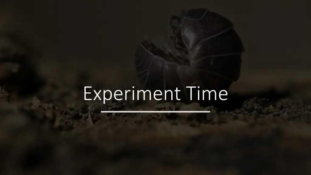 experiment time