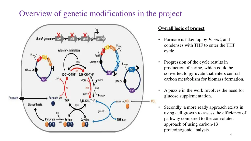 overview of genetic modifications in the project