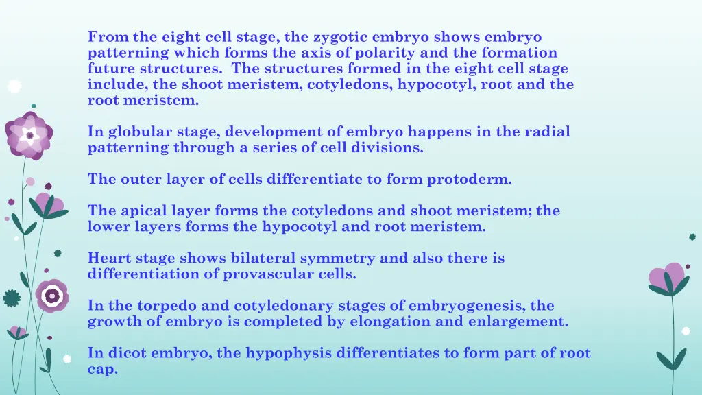 from the eight cell stage the zygotic embryo