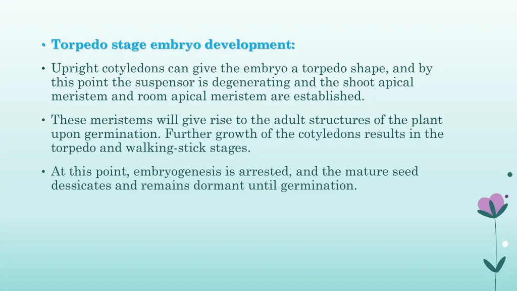 torpedo stage embryo development