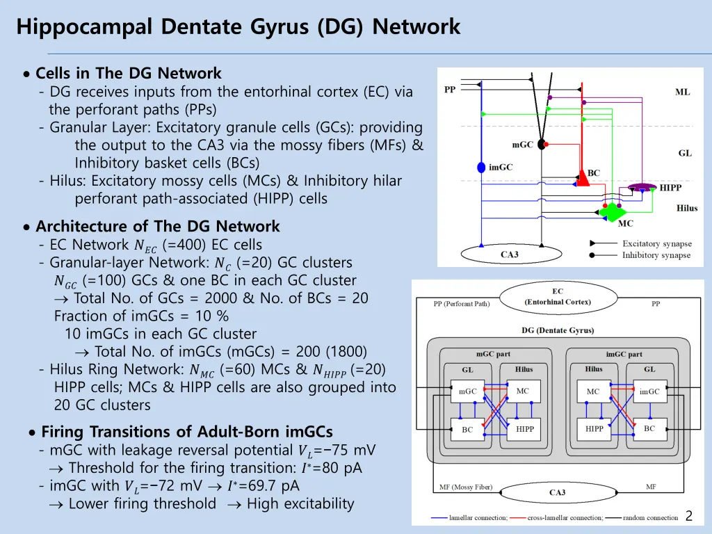 hippocampal dentate gyrus dg network