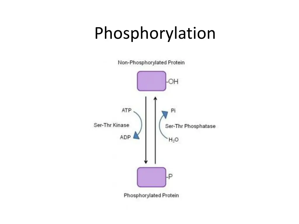 protein phosphorylation overview phosphorylation