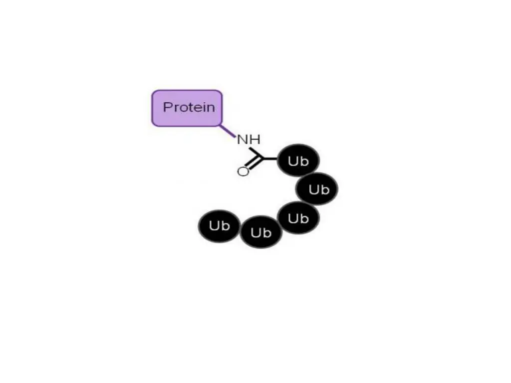 protein with a polyubiquitin chain